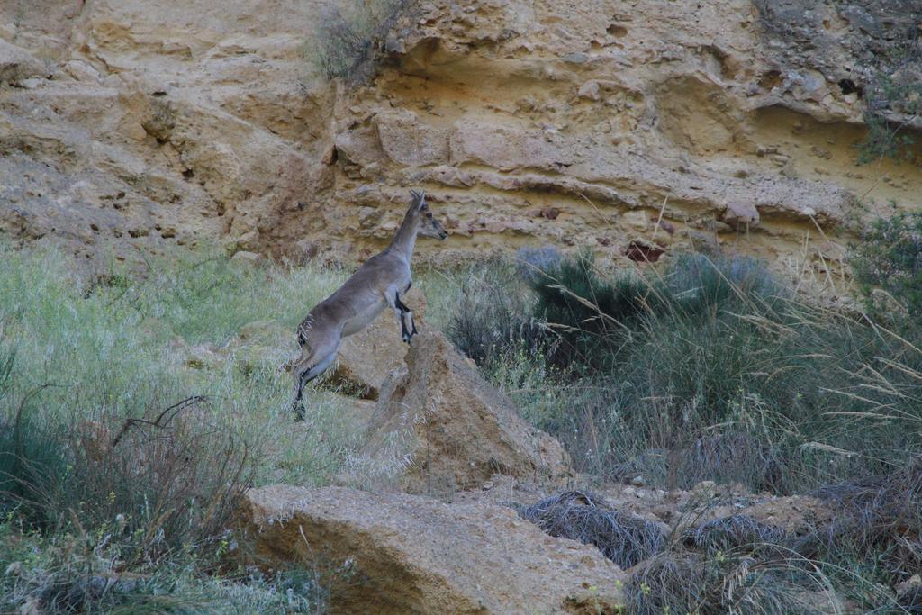 Alojamientos Rurales Cortijo Las Golondrinas Алама де Мурсия Екстериор снимка