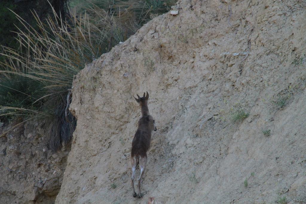 Alojamientos Rurales Cortijo Las Golondrinas Алама де Мурсия Екстериор снимка