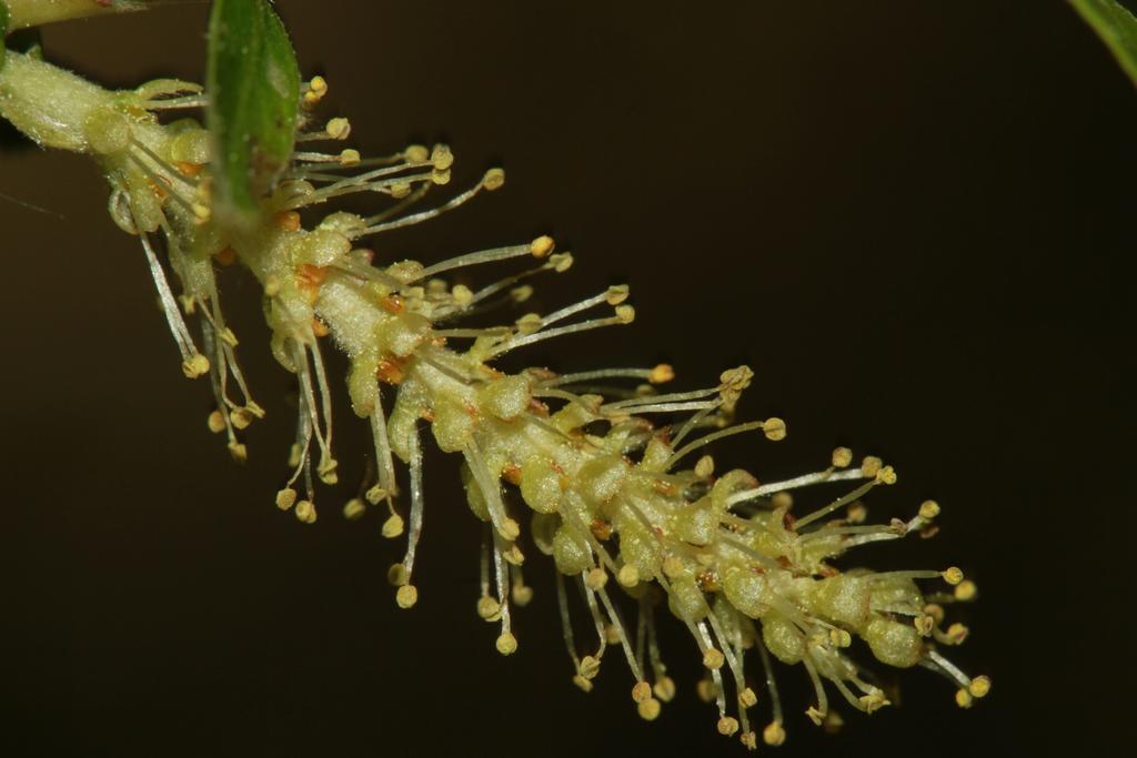 Alojamientos Rurales Cortijo Las Golondrinas Алама де Мурсия Екстериор снимка