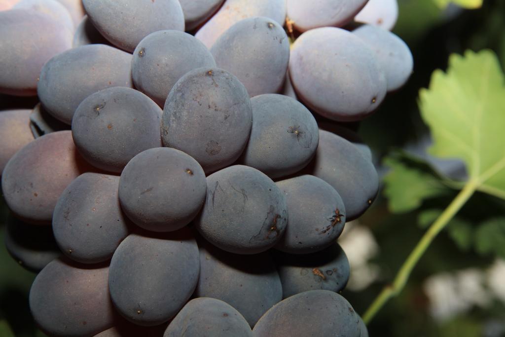 Alojamientos Rurales Cortijo Las Golondrinas Алама де Мурсия Екстериор снимка